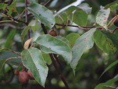 Actinidia rufa