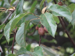 Actinidia rufa
