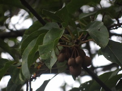 Actinidia rufa