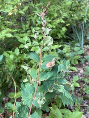 Aceria caliberberis