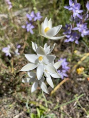 Thelymitra megcalyptra