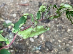 Aceria caliberberis