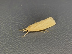 Diatraea lisetta