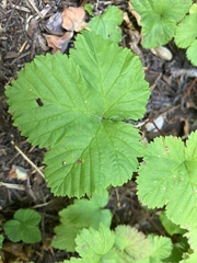 Rubus lasiococcus