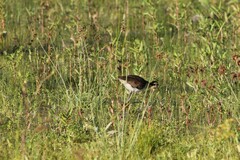 Jacana spinosa