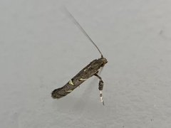 Caloptilia triadicae