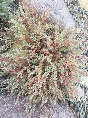 Euphorbia melanadenia