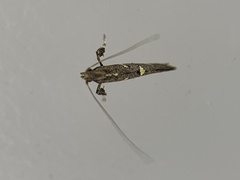 Caloptilia triadicae