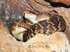 Crotalus molossus nigrescens