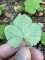 Rubus lasiococcus