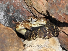 Crotalus molossus nigrescens