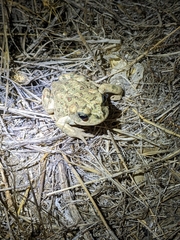 Anaxyrus boreas halophilus