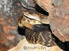Crotalus molossus nigrescens