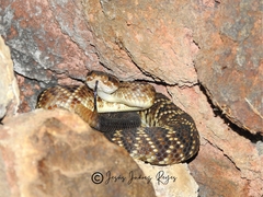 Crotalus molossus nigrescens