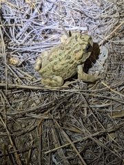 Anaxyrus boreas halophilus