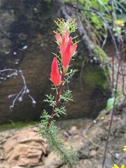 Lamourouxia multifida