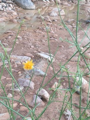 Bebbia juncea