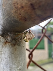 Mischocyttarus basimacula image