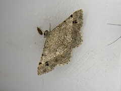 Frederickia nigricomma