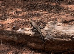 Sceloporus uniformis