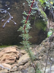 Lamourouxia multifida