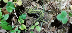 Triturus marmoratus