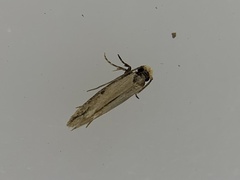 Tinea apicimaculella