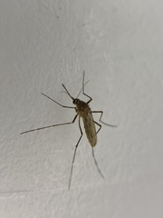 Aedes vexans