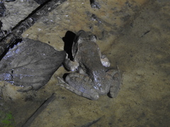 Limnonectes leporinus