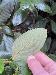 Cercocarpus