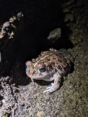 Anaxyrus boreas halophilus