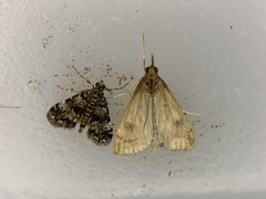 Elophila obliteralis