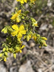 Hibbertia riparia
