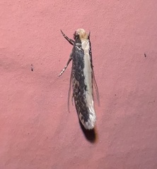 Monopis crocicapitella