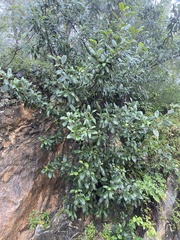 Cercocarpus