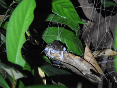 Pulchrana baramica