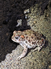 Anaxyrus boreas halophilus