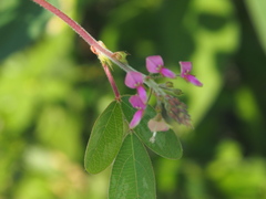 Desmodium tortuosum