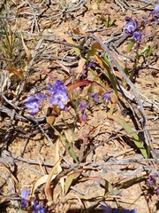 Codonorhiza elandsmontana