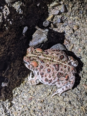 Anaxyrus boreas halophilus