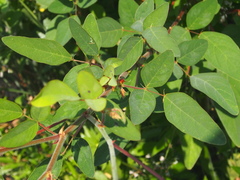Desmodium tortuosum