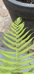Thelypteridaceae