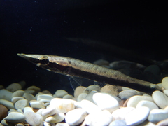 Luciocephalus pulcher