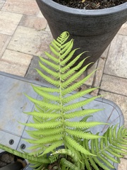 Thelypteridaceae