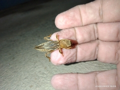Neocurtilla hexadactyla