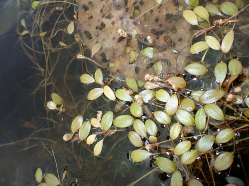 Image of Potamogeton vaseyi by (c) Louis Imbeau, some rights reserved (CC BY)
