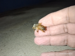 Neocurtilla hexadactyla