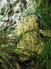Anaxyrus boreas halophilus