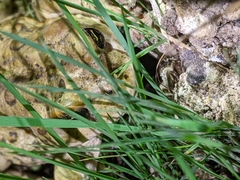 Anaxyrus boreas halophilus