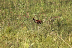 Jacana spinosa